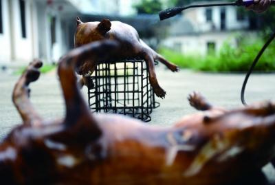 今天上午，玉林很多餐館為即將到來(lái)的狗肉節(jié)備貨，圖為餐館后廚正在加工狗肉 記者 劉暢 攝