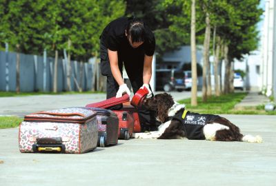 搜油犬正在進(jìn)行日常訓(xùn)練。