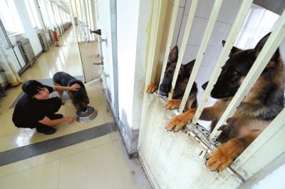馴犬員給搜油犬準(zhǔn)備晚餐。