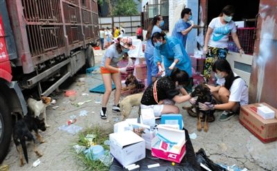 昨日下午,志愿者對攔截下來的狗逐一檢查,分類進行管理。