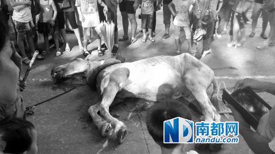 死馬拉的車(chē)。 游客圍觀(guān)死馬。游客供圖