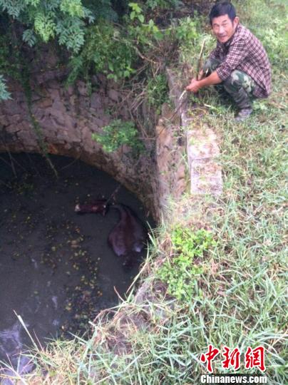 圖為大水牛掉進13米深坑，民警消防灌水施救。