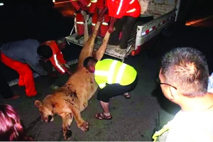 這頭母獅體態(tài)彪悍,重達(dá)400斤左右 網(wǎng)絡(luò)圖片 這頭母獅體態(tài)彪悍,重達(dá)400斤左右 網(wǎng)絡(luò)圖片