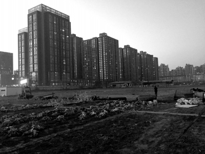 荒地上除堆放一些雜物外，還被附近居民種上了一片大白菜。