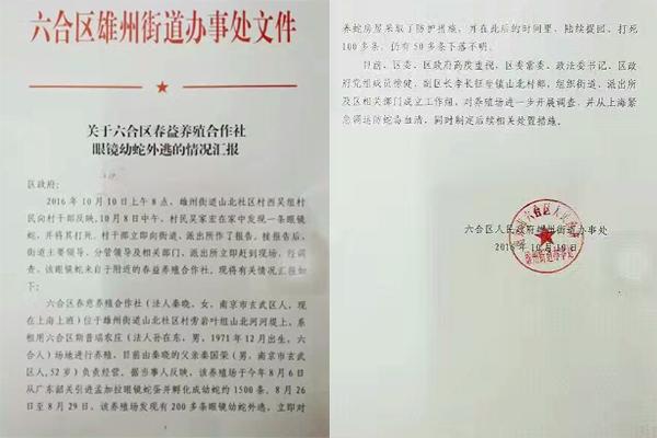 交匯點10月10日消息， 10日晚上，一則消息在南京人的朋友圈和微信群里瘋傳，網傳消息稱：六合雄州街道山北村一個農莊私自養(yǎng)眼鏡蛇，幾天前突然跑出來了，估計二三百條。交匯點記者向六合區(qū)委宣傳部相關人士求證，證實了此事確實發(fā)生。