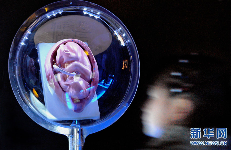 一名小學(xué)生在鄭州科技館內(nèi)參觀介紹遺傳、生育等知識(shí)的“奇幻生命之旅”展覽（2007年2月18日攝）。