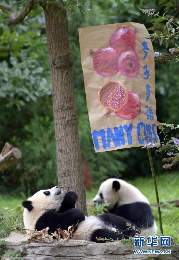 8月23日,大熊貓“寶寶”在美國華盛頓的國家動物園參加“抓周”儀式。