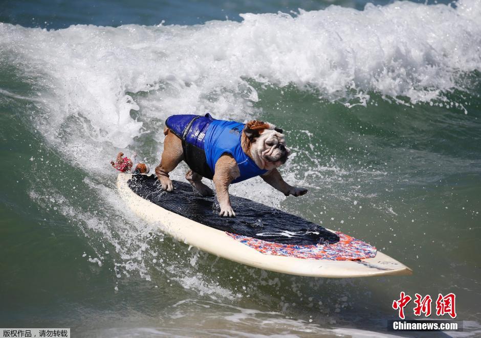美國狗狗沖浪大賽 汪星人乘風(fēng)破浪帥氣十足