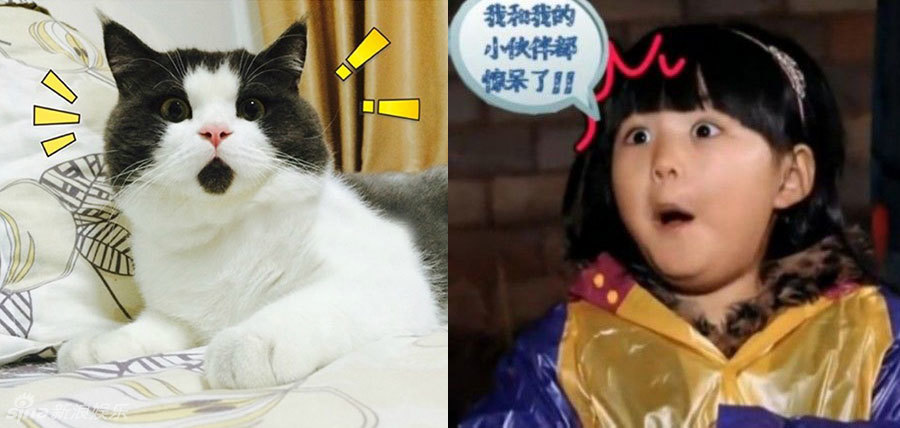 不小心就撞臉了！盤點動物界的明星相