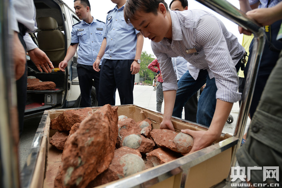 2015年4月19日，廣東河源，道路改造施工現(xiàn)場，挖出一大窩恐龍蛋化石。