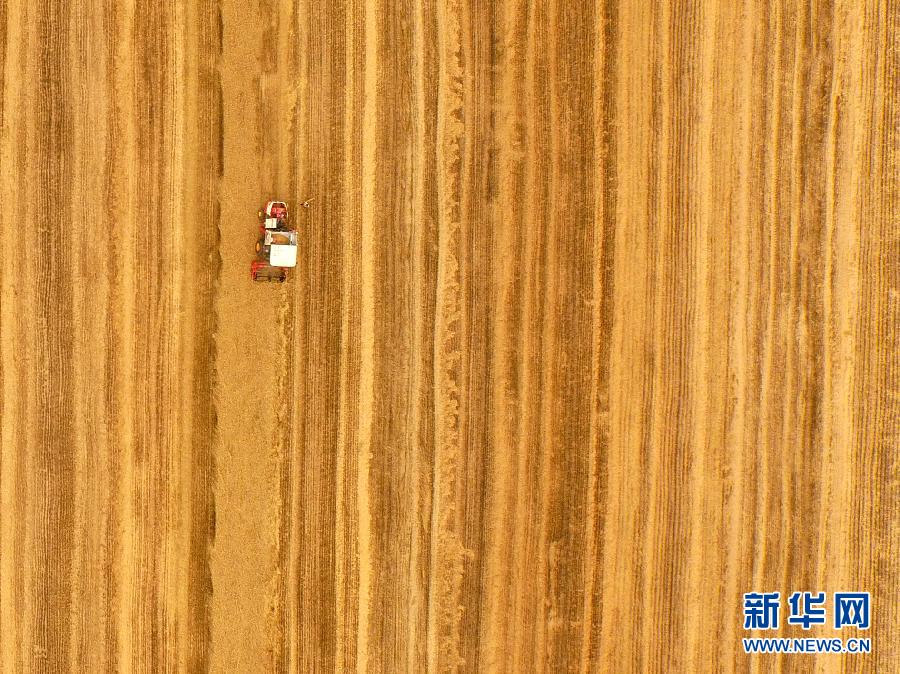 這是5月28日在河南省南陽市唐河縣甘河灣村航拍的麥?zhǔn)宅F(xiàn)場。