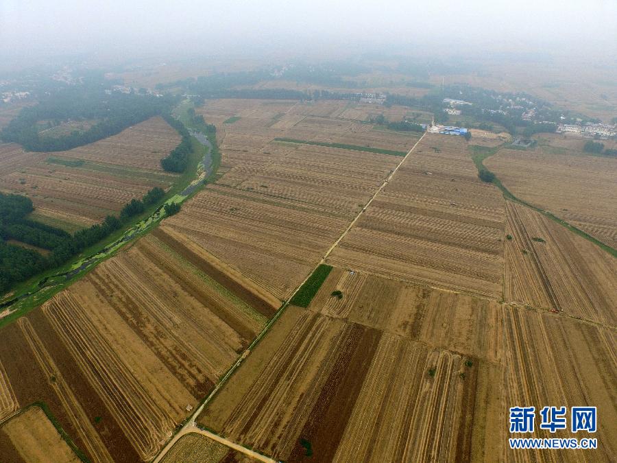 這是5月28日在河南省南陽市唐河縣甘河灣村航拍的麥?zhǔn)宅F(xiàn)場。