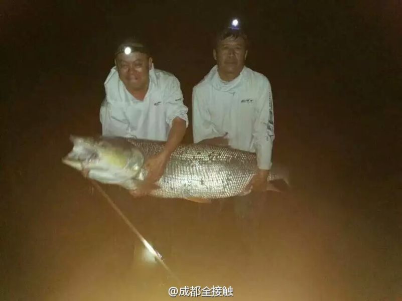 　圖為大魚需要兩個(gè)人抱起。