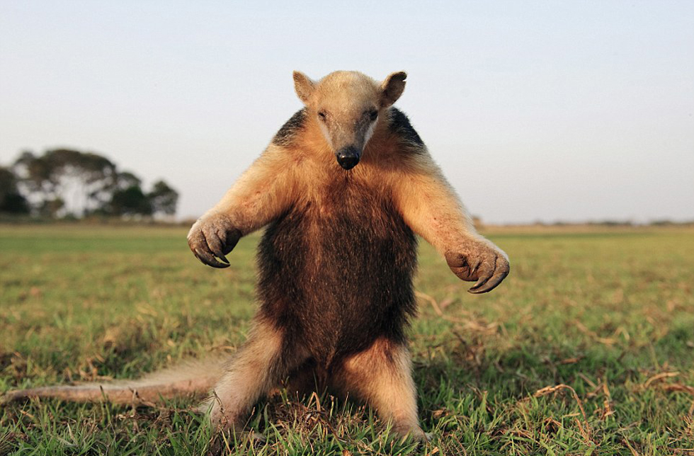 腿站立并不斷拍打胸脯向吉普車發(fā)出警告的食蟻獸。