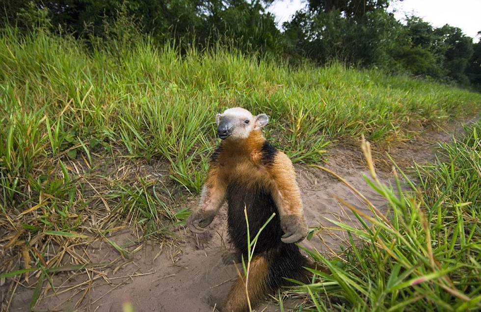 這頭食蟻獸站起來是想在車前顯得自己更高大一點。（網(wǎng)頁截圖）