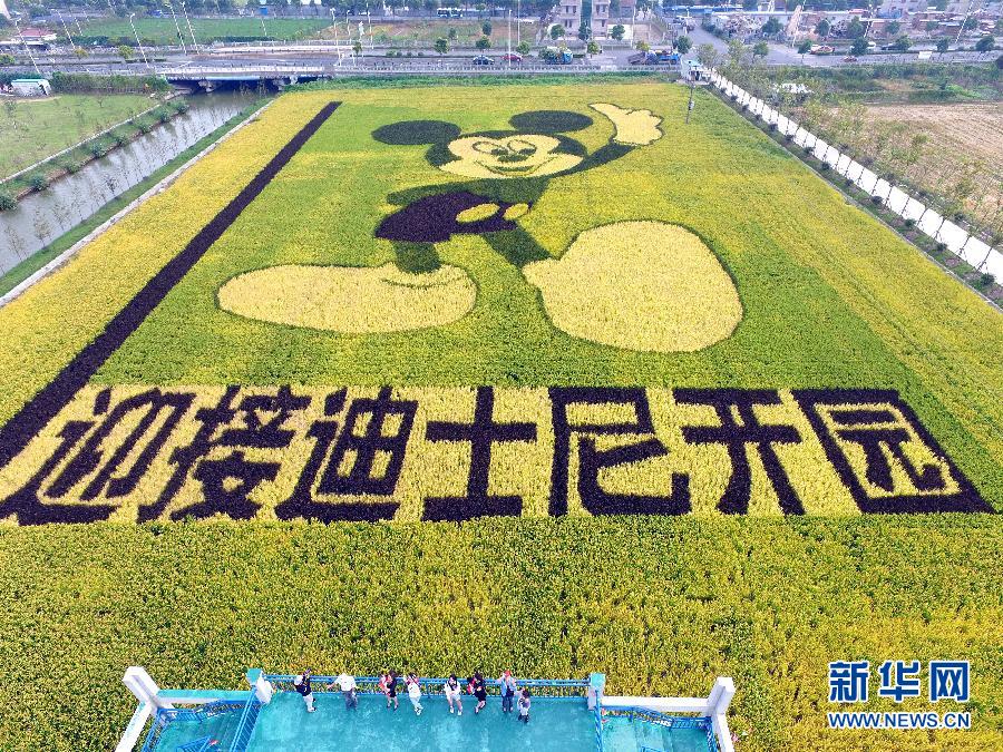 10月25日，游客在觀景臺上觀賞“米老鼠”稻田畫。
