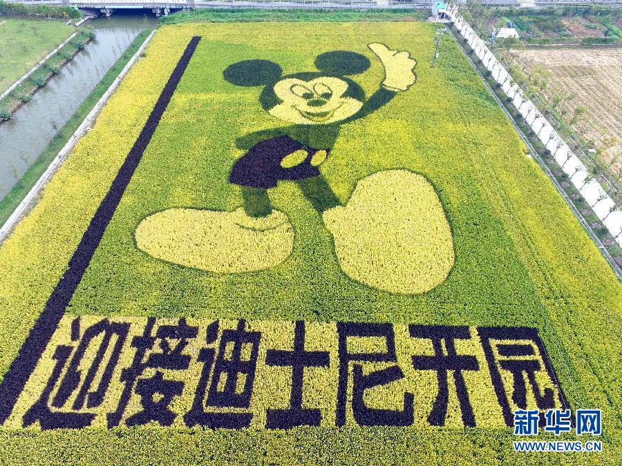 10月25日，游客在觀景臺上觀賞“米老鼠”稻田畫。