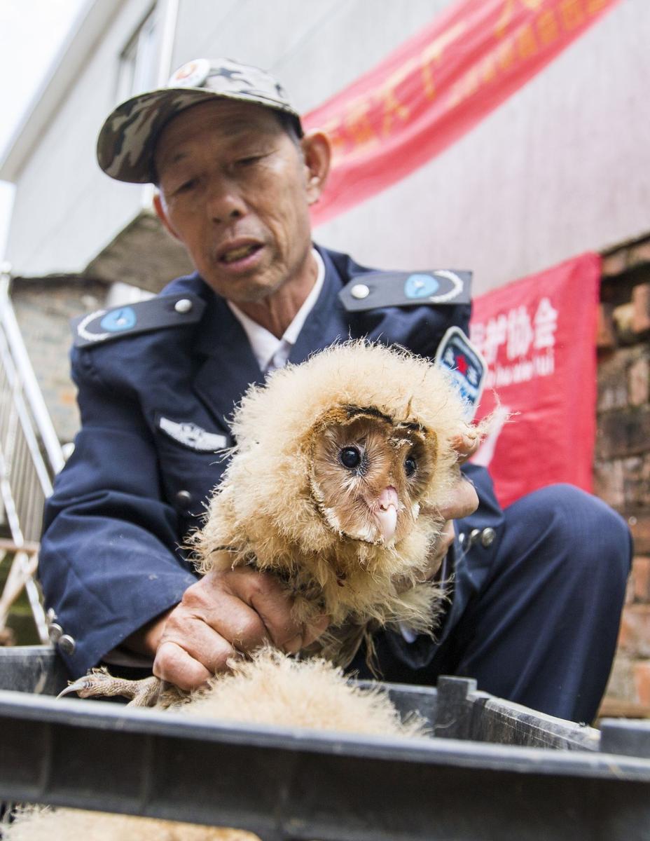 這5只雛鳥長得既像貓頭鷹，又像老鷹，危億玲和她丈夫便上網(wǎng)查詢，也沒查出來到底是什么動物。因?yàn)閾?dān)心這些雛鳥是保護(hù)動物，放在自己家里會養(yǎng)不好，危億玲便聯(lián)系上了都昌縣林業(yè)局野生動植物保護(hù)管理站。