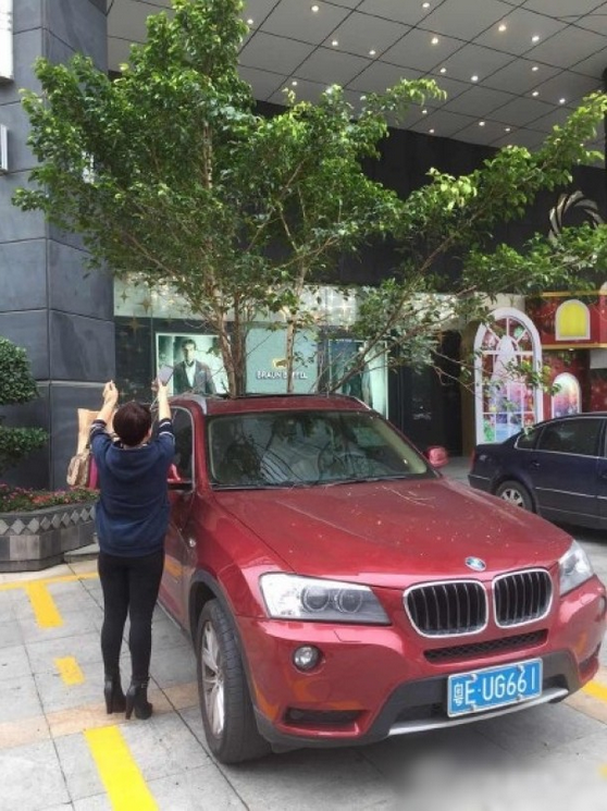 一輛停在停車位上的寶馬轎車，被墜落的樹枝砸中，樹枝徑直插入車內(nèi)，現(xiàn)場引發(fā)不少市民圍觀拍照。