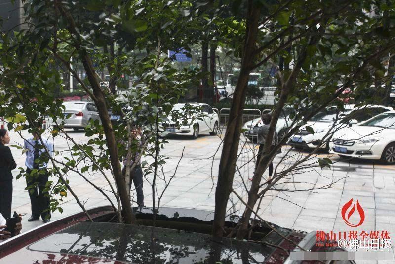 一輛停在停車位上的寶馬轎車，被墜落的樹枝砸中，樹枝徑直插入車內(nèi)，現(xiàn)場引發(fā)不少市民圍觀拍照。