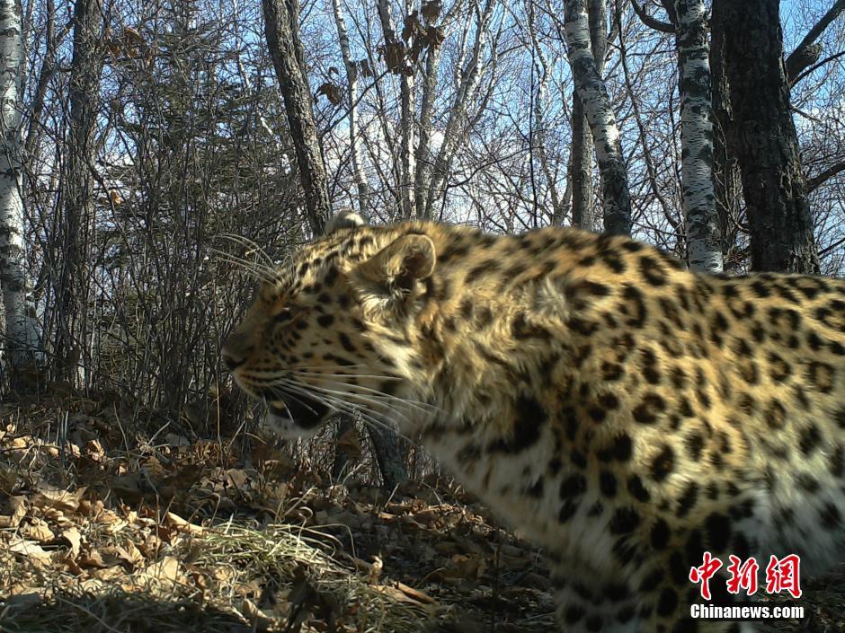 黑龍江老爺嶺保護區(qū)多次拍到野生東北虎、豹影像