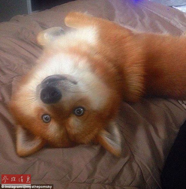 狐貍還是狗？藍眼睛萌寵走紅網(wǎng)絡
