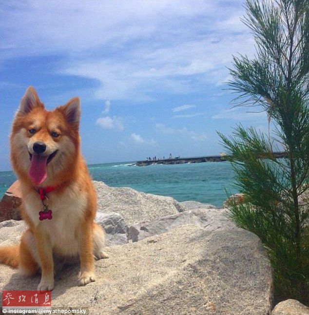 狐貍還是狗？藍眼睛萌寵走紅網(wǎng)絡