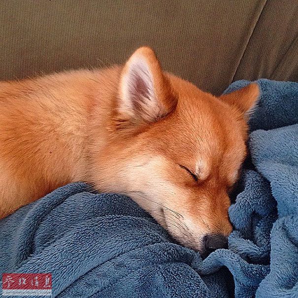狐貍還是狗？藍眼睛萌寵走紅網(wǎng)絡