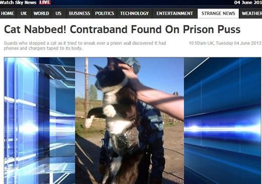 資料圖：2013年，俄羅斯獄警也曾抓獲身負(fù)手機(jī)和充電寶的貓，它本想混進(jìn)俄羅斯科密地區(qū)一座監(jiān)獄
