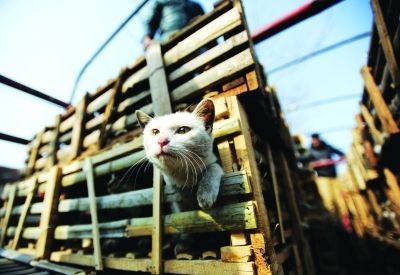 貨車上被販運的貓。 記者陳亮 攝