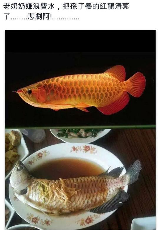 老奶奶嫌浪費水,把孫子養(yǎng)的紅龍清蒸了。圖片取自臺媒