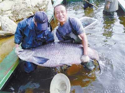 河南水庫捕到147斤重大青魚，長1.76米。