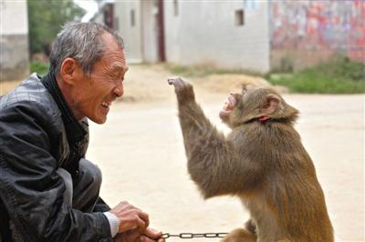 10月13日，新野縣鮑灣村耍猴人楊林貴蹲在家門口和自己的猴子玩耍。楊林貴，耍猴近三十年。