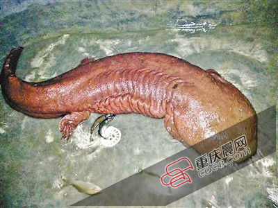 巫山抱龍鎮(zhèn)的超級娃娃魚。