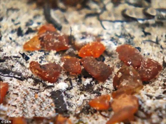 波羅的海的一場暴風(fēng)雨將琥珀卷到了岸上，這里包攬了全球90%的琥珀產(chǎn)量。