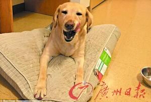 機智的導(dǎo)盲犬尤蘭達(dá)。