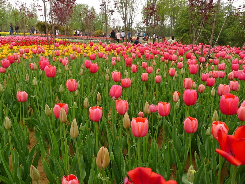 粽子節(jié)遇上兒童節(jié)，你想好去哪了么？