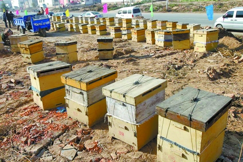 這些蜜蜂箱沿路依次擺放,綿延近千米。