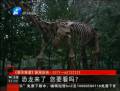 恐龍來了 你要看么？