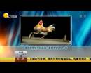 雄雞靚照催生優(yōu)質蛋？看臉世界讓人心碎