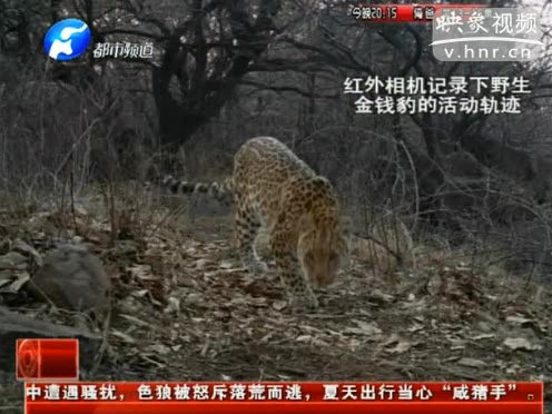 萌萌噠！濟源首次拍到金錢豹