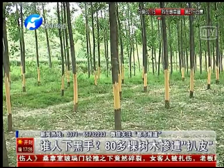80多棵樹被“扒皮” 誰痛下黑手？