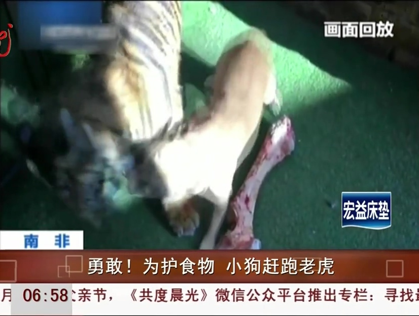 勇敢！為護(hù)食物 小狗趕跑老虎