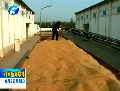 河南：確定1005個(gè)小麥?zhǔn)諆禳c(diǎn)