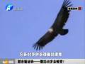 都市驗(yàn)證碼——鷹活40歲會(huì)蛻變？