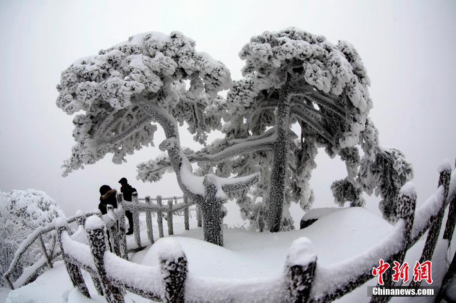 12月18日，雪后的安徽黃山風(fēng)景區(qū)出現(xiàn)了大面積雪凇美景，銀裝素裹，玉樹瓊枝，游人置身其間，如醉如癡。